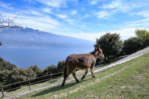 ein Esel, der in der Nähe eines Gewässers einen Hügel hinunterläuft in der Unterkunft Apartment Attico in Tignale