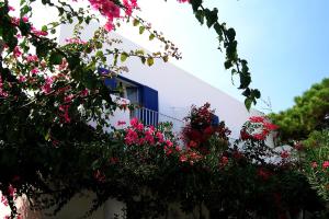 a white building with pink flowers and a blue window at La Sirenetta Park Hotel in Stromboli