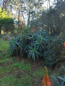 a garden with a bunch of plants and trees at Sol naciente in Jaureguiberry