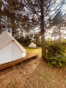 TrzepowoGlamping Ekologiczny Koziołeczek的坐在树旁的草上的一个白色帐篷