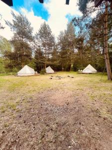 TrzepowoGlamping Ekologiczny Koziołeczek的一群在树丛中的帐篷