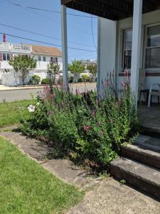 Galeriebild der Unterkunft Ocean Breeze Retreat in Beach Haven