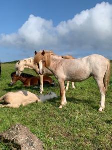 Billede fra billedgalleriet på Raymond House Guest House Penally i Penally