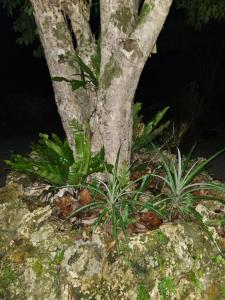 Fotografie z fotogalerie ubytování Chez Qaeko la fleur de minuit v destinaci Lifou