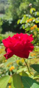 A garden outside CAPERCIA home