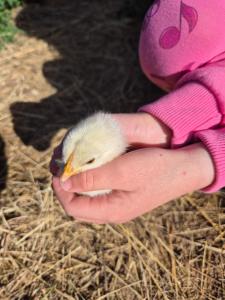 Altri animali domestici presso l'appartamento o nei dintorni