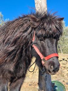 Altri animali domestici presso l'appartamento o nei dintorni