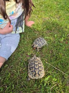 Altri animali domestici presso l'appartamento o nei dintorni