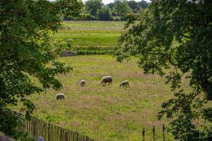 a group of sheep grazing in a field at Ferienwohnung Alte Meierei in Gelting