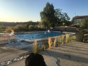 a dog is looking at a pool in a yard at Le 7ter, maison calme piscine partagée in Saint-Laurent-sur-Sèvre