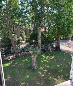 a tree in the middle of a yard at Peacock apartments Latina in Latina