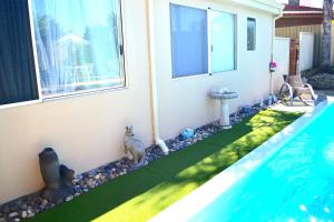 a backyard swimming pool with a dog sitting next to a house at Palms Bed & Breakfast in Perth