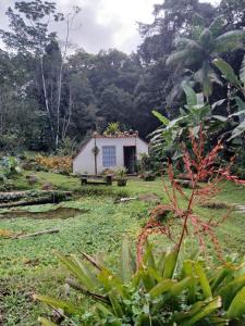 a small house in the middle of a garden at Cabana Sem'ente Paraty in Paraty