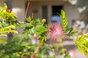 a pink flower on a tree with green leaves at Villa Happy Turtle with a spectacular ocean view in Kralendijk