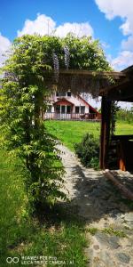 una pérgola con un arbusto de flores moradas en Family Mountain Cottage, en Cârţişoara