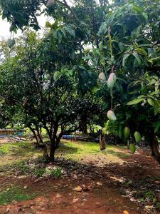 a group of trees with fruit hanging from them at Rawinnipha's Resort & Garden Khonkaen in Khon Kaen