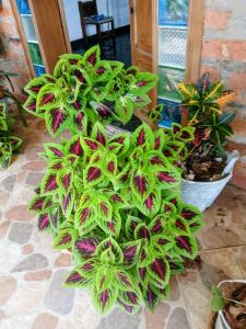 Imagen de la galería de Bioziell ecohotel, en Guarne