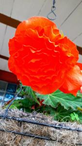 Imagen de la galería de Bioziell ecohotel, en Guarne 5 fotos más