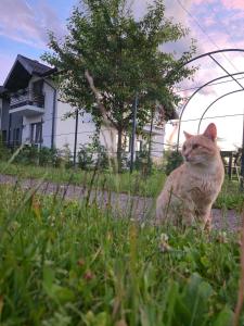 Afbeelding uit fotogalerij van Pensiunea Remember Me in Cîmpulung