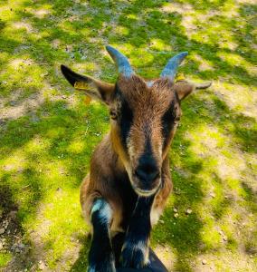 Gallery image of Bärenhof in Tirschenreuth