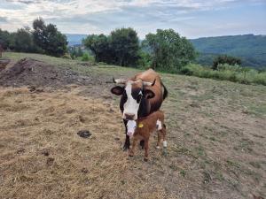 Altri animali domestici presso l'appartamento o nei dintorni