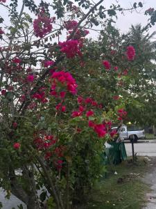 a bunch of pink roses growing on a tree at La sama Wynwood in Miami