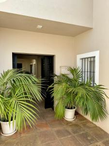 ソトグランデにあるPatio Room Sotograndeの壺の前のヤシの木