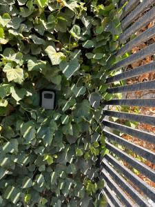 a ivy growing on the side of a fence at PataGo! Sea&Sand in Playa Unión