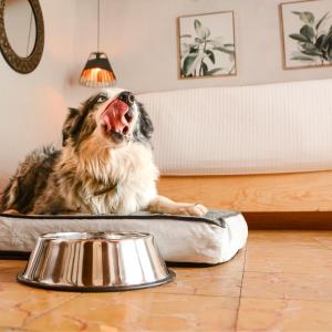 a dog laying in a dog bed next to a bowl at Petit Mesón (Pet Friendly Hotel) in Valle de Bravo