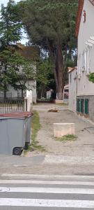 una strada vuota con un albero e un edificio di T1 meublé 300 m plage - 20 m des commerces ad Argelès-sur-Mer