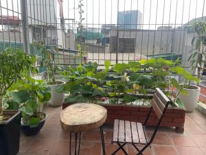 Zahrada ubytování hostel 86 Hoang Mai + 3 fotografie