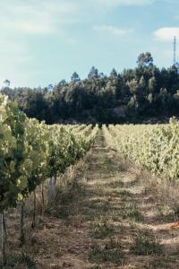 a field of cabbage plants in a field at Canhoto Douro in São Lourenço do Douro