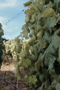 a bunch of green grapes on a vine at Canhoto Douro in São Lourenço do Douro