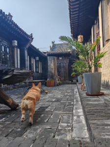 Домашні тварини, що проживають з гостями у Pingyao Yihao Inn