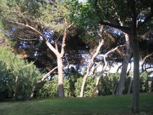 een groep bomen in een grasveld bij B&B I Pioppi Argentati in Giulianova