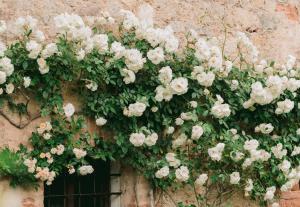 a bunch of flowers on a wall with a window at La Pescaia Resort in La Pescaia
