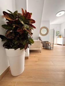 een grote plant in een witte pot in een woonkamer bij Apartamento Carmen Centro in Nerja +14 foto's