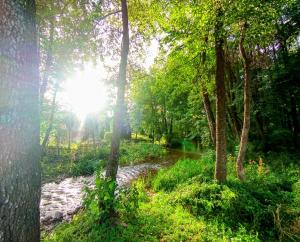 a river in the middle of a forest with trees at Niebieski Domek in Kiersztanowo +5 photos