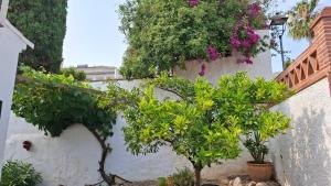 Zahrada ubytování Villa Mondriana