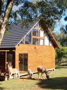 three animals grazing in the grass in front of a cabin at Chalé Samambaia 27 in São Francisco de Paula