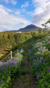a field of purple flowers with a mountain in the background at Viðarholt Base Camp in Litli-Árskógssandur