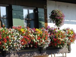 a bunch of flowers in a window box at Fewo Bärli in Bayersoien
