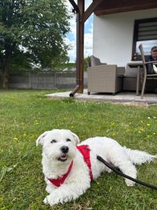 a white dog on a leash laying in the grass at Urocze Roztocze Jacnia - domek 1 in Jacnia