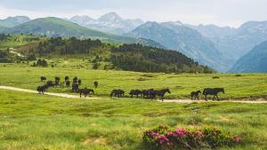 a herd of horses crossing a road in a field at Gîte au coeur du Plantaurel in Cazaux