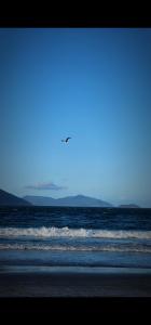 un pájaro volando sobre el océano en una playa en Lugar Aconchecante 2 Ap 102, en Palhoça