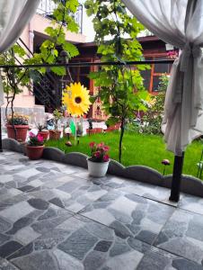 Zahrada ubytování Casa Tomița