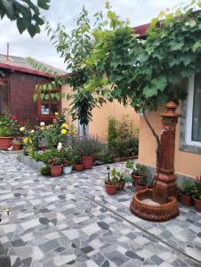 Zahrada ubytování Casa Tomița