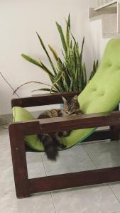 a cat laying on a pillow on a chair at Habitación, 2, privada, aire, Ceiba in Cúcuta +3 photos