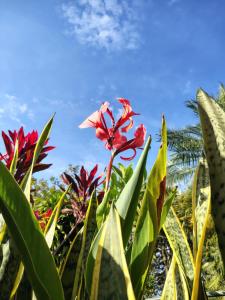 Zahrada ubytování Finca El Paraíso