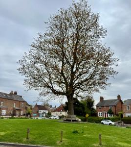 a tree in the middle of a field with houses at Ash Cottage in Tollerton